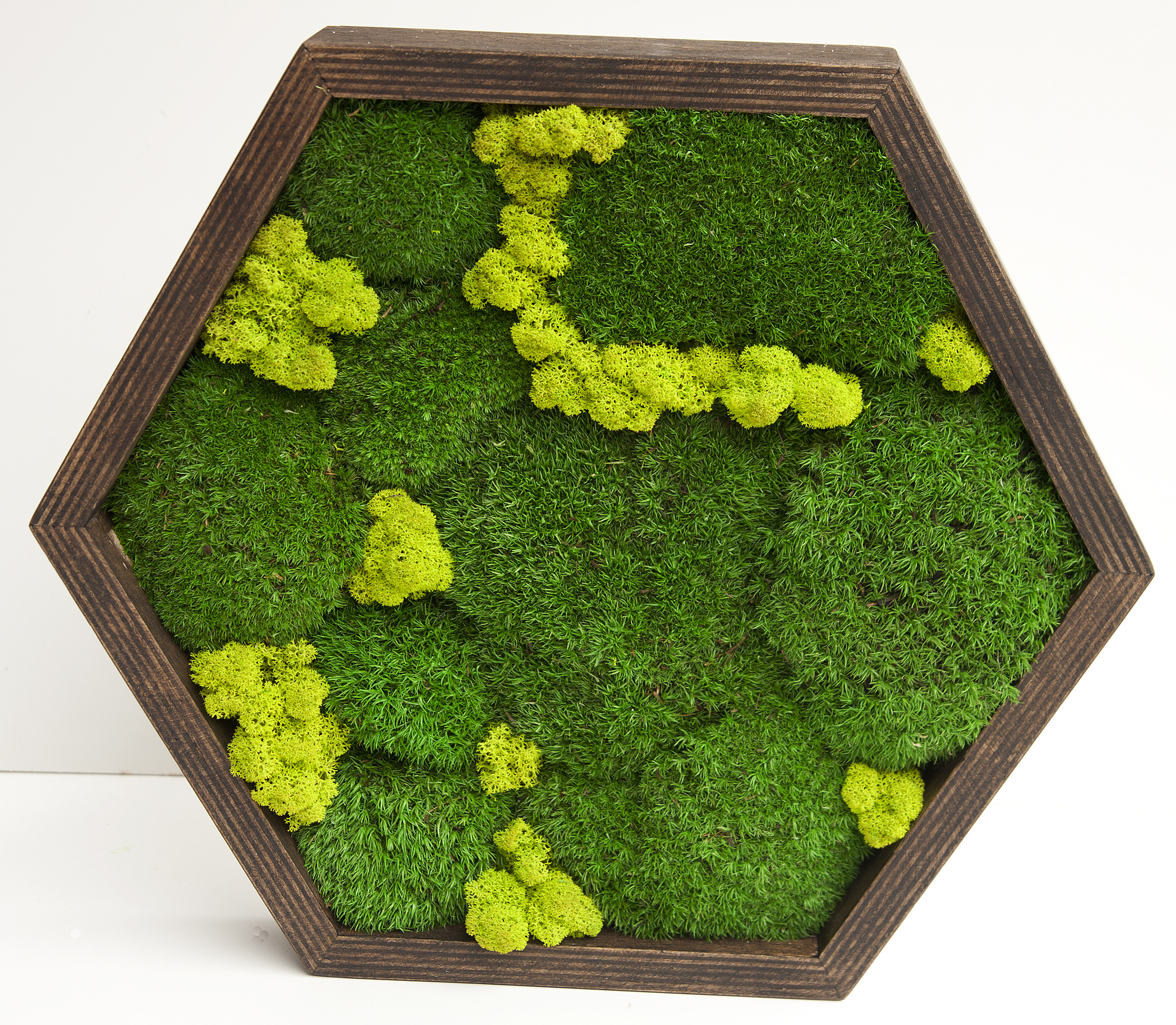 Mechový obraz v dřevěném rámu Hexagon XL