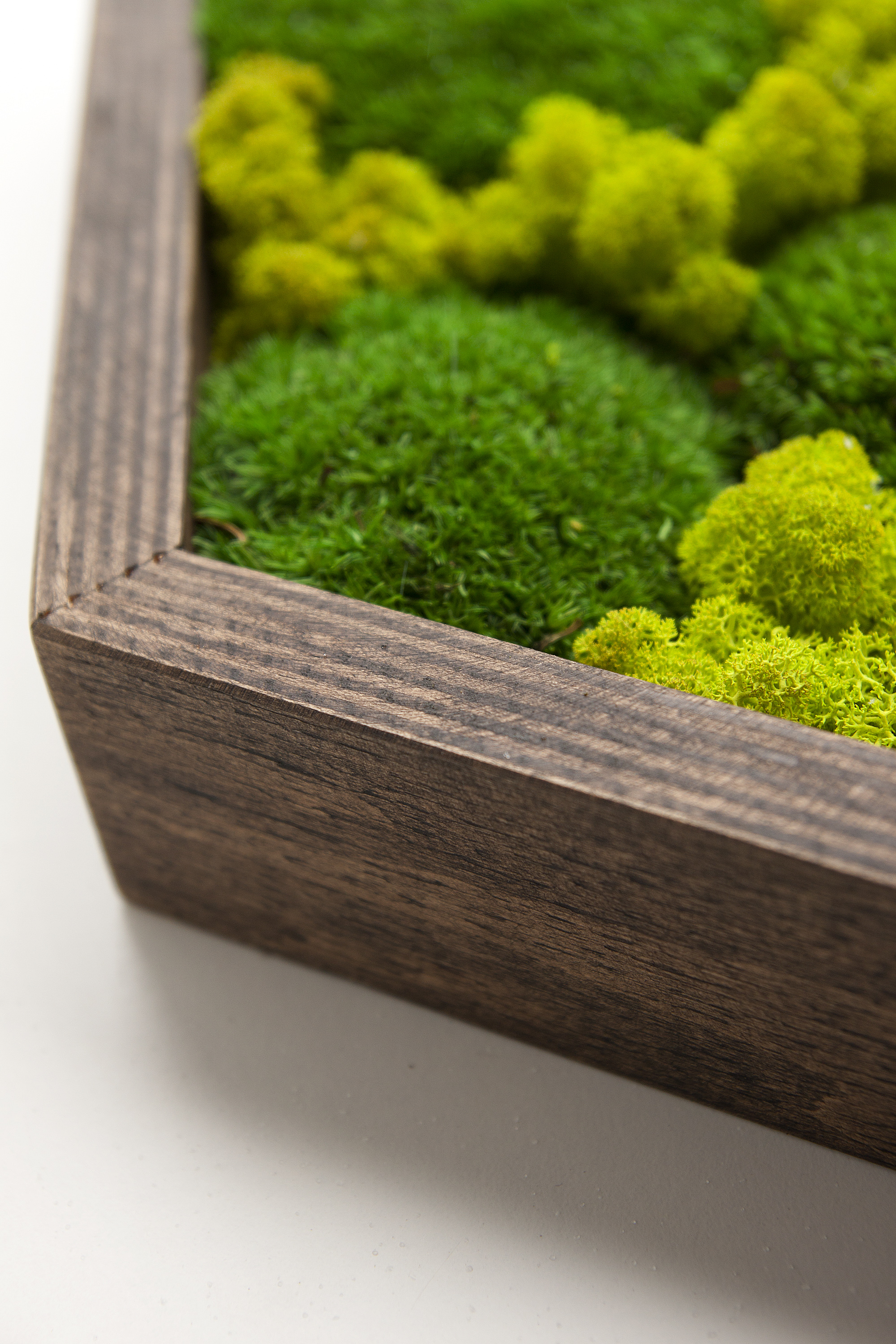 Mechový obraz v dřevěném rámu Hexagon XL