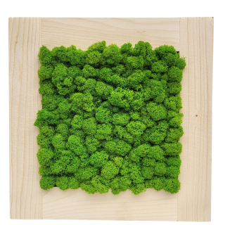 Mechový obraz v dřevěném přírodním rámu čtverec 30 x 30 cm